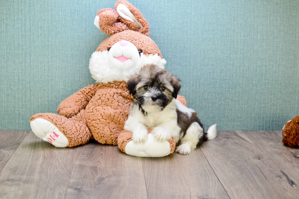 Havanese Puppy for Adoption