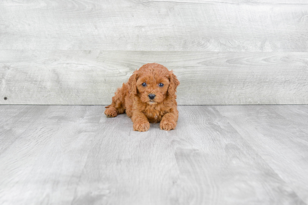 Best Cavapoo Baby