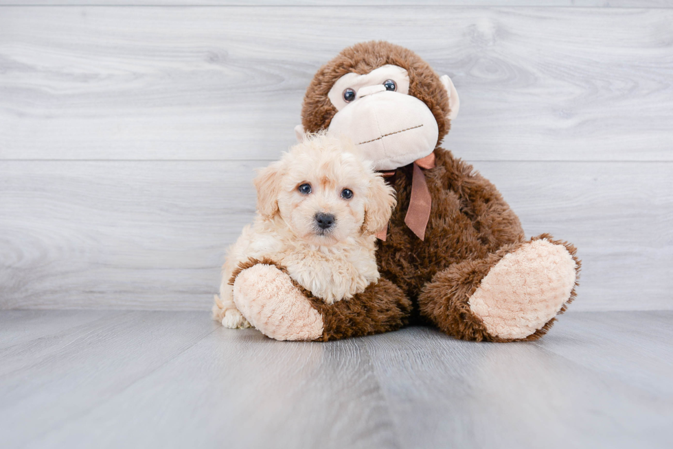 Best Poodle Baby