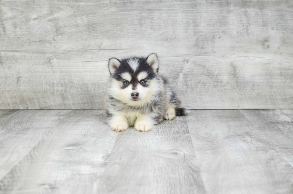 Pomsky Puppy for Adoption