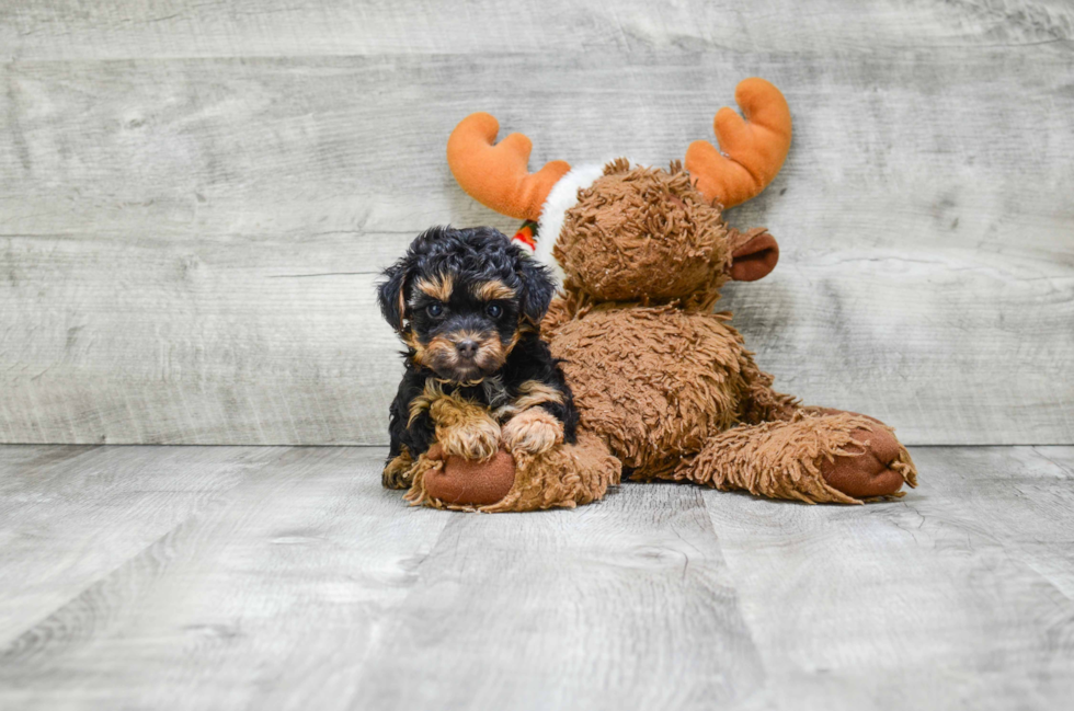 Yorkie Poo Pup Being Cute