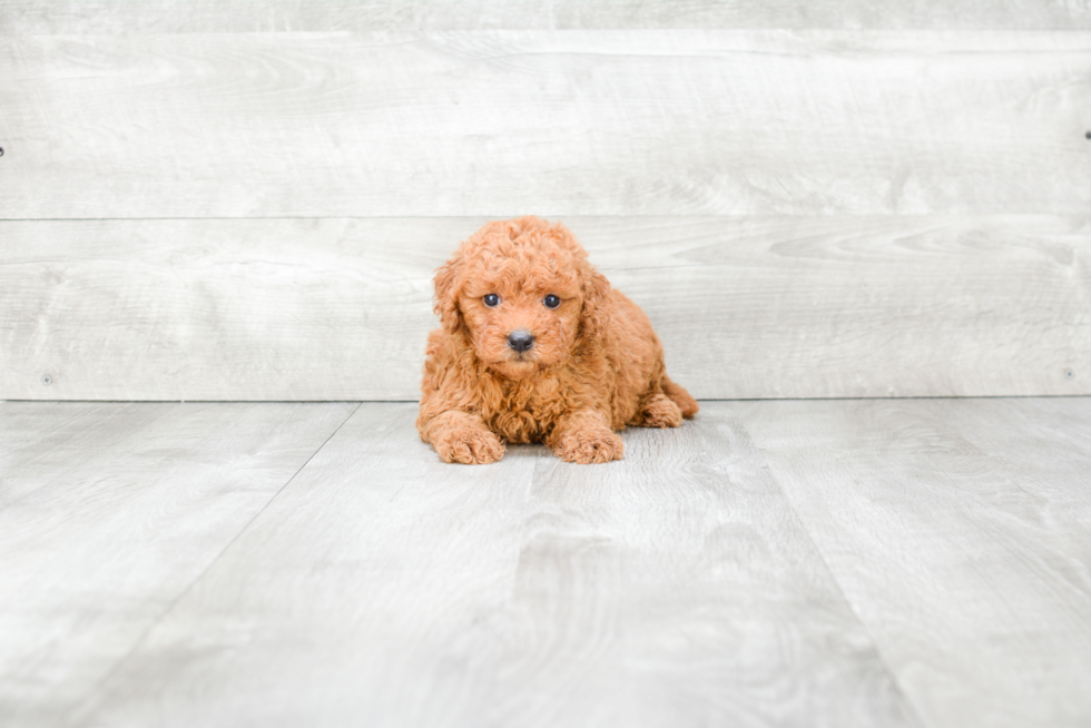 Mini Goldendoodle Pup Being Cute