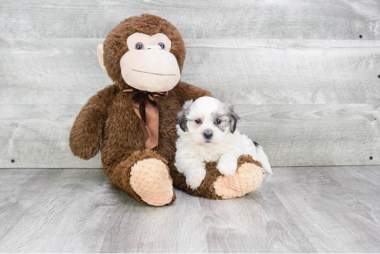 Teddy Bear Pup Being Cute