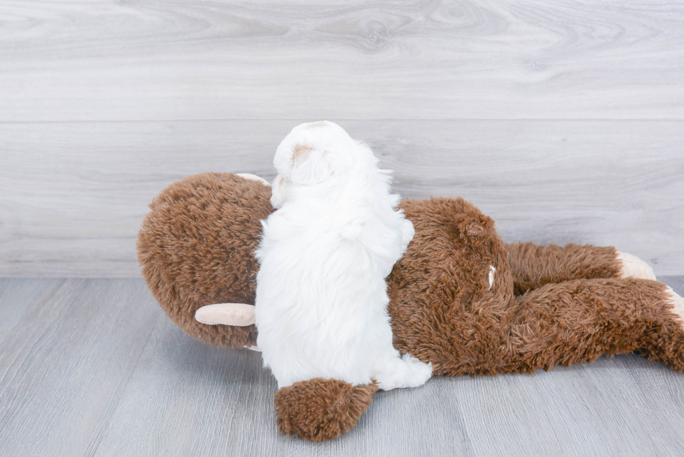 Maltipoo Pup Being Cute