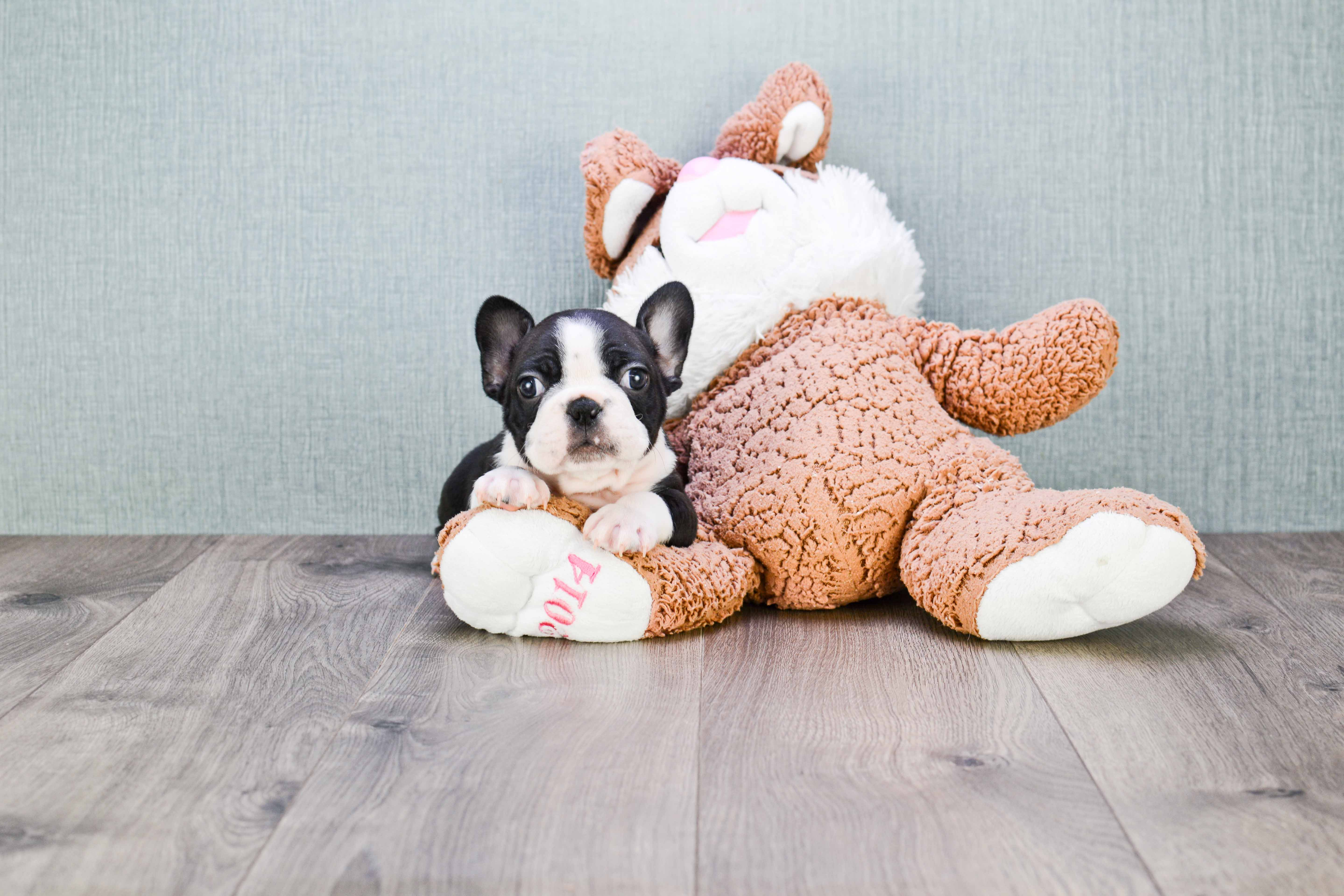 Best French Bulldog Baby