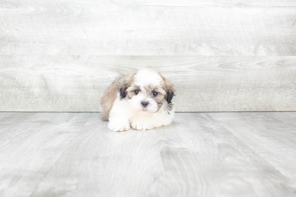 Adorable Shi Chon Designer Puppy