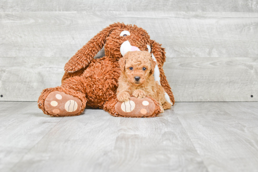 Hypoallergenic Golden Retriever Poodle Mix Puppy