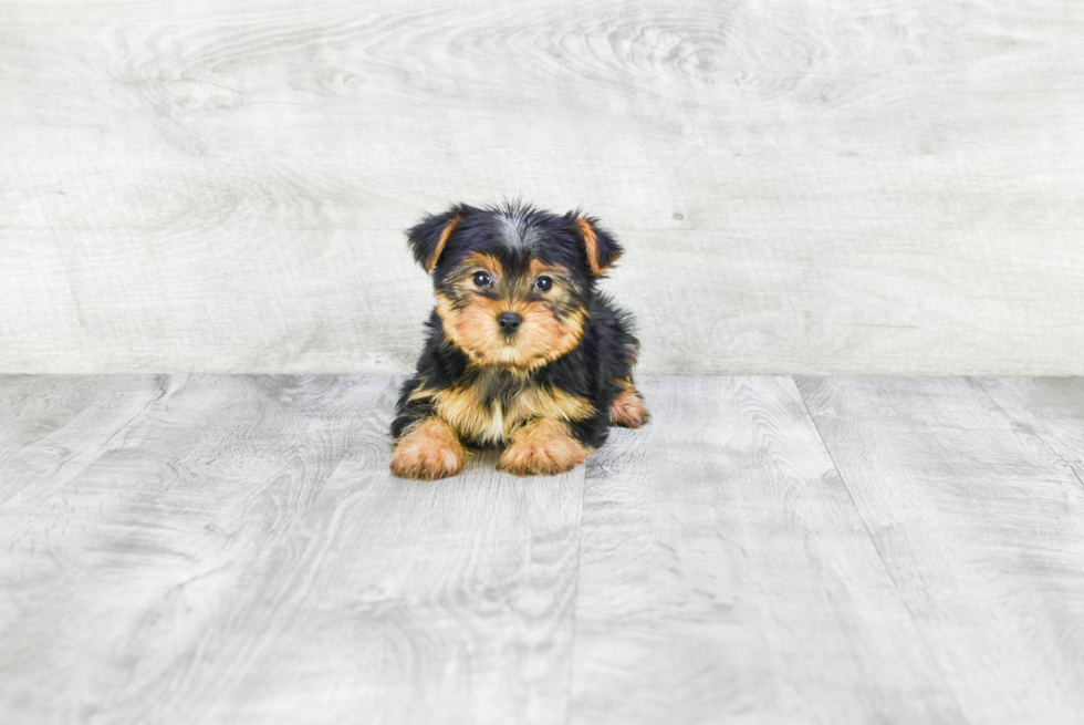 Meet Lisa - our Yorkshire Terrier Puppy Photo 