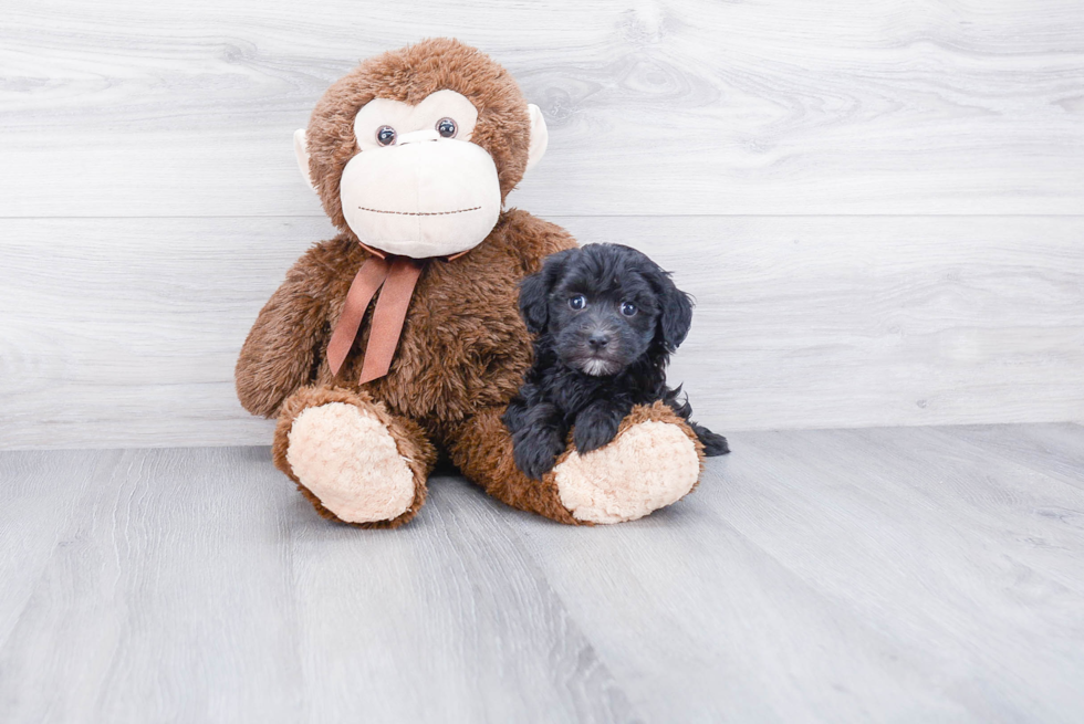 Friendly Havanese Baby