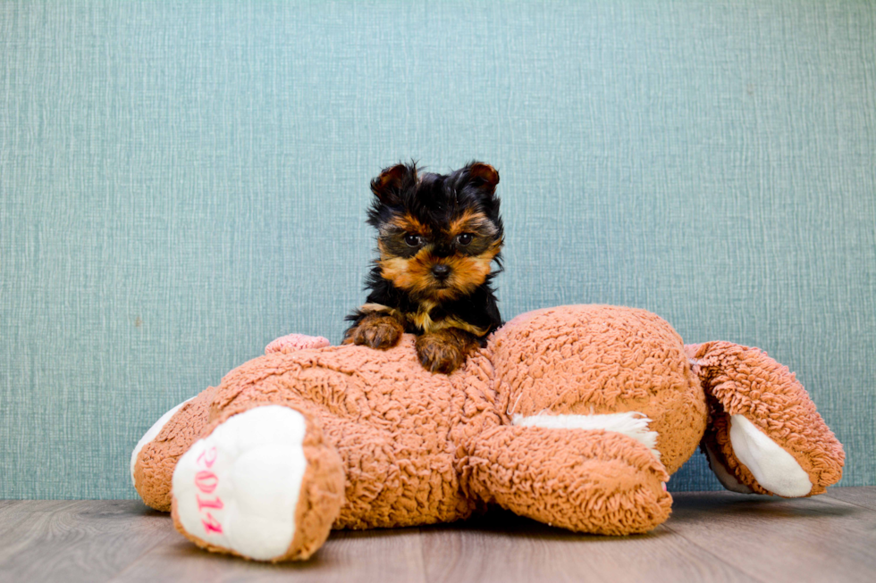 Meet Victoria - our Yorkshire Terrier Puppy Photo 