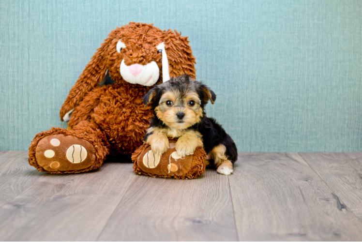 Best Morkie Baby