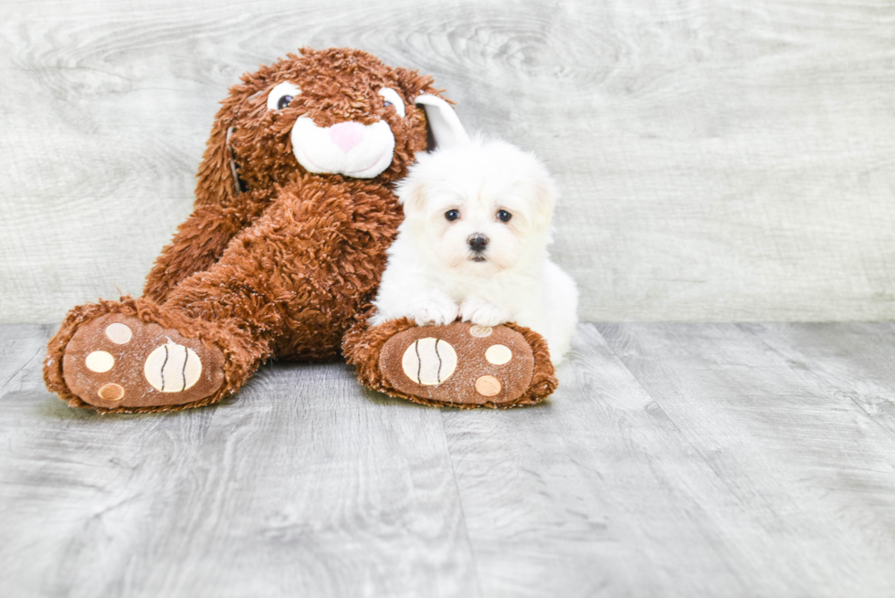 Maltese Puppy for Adoption