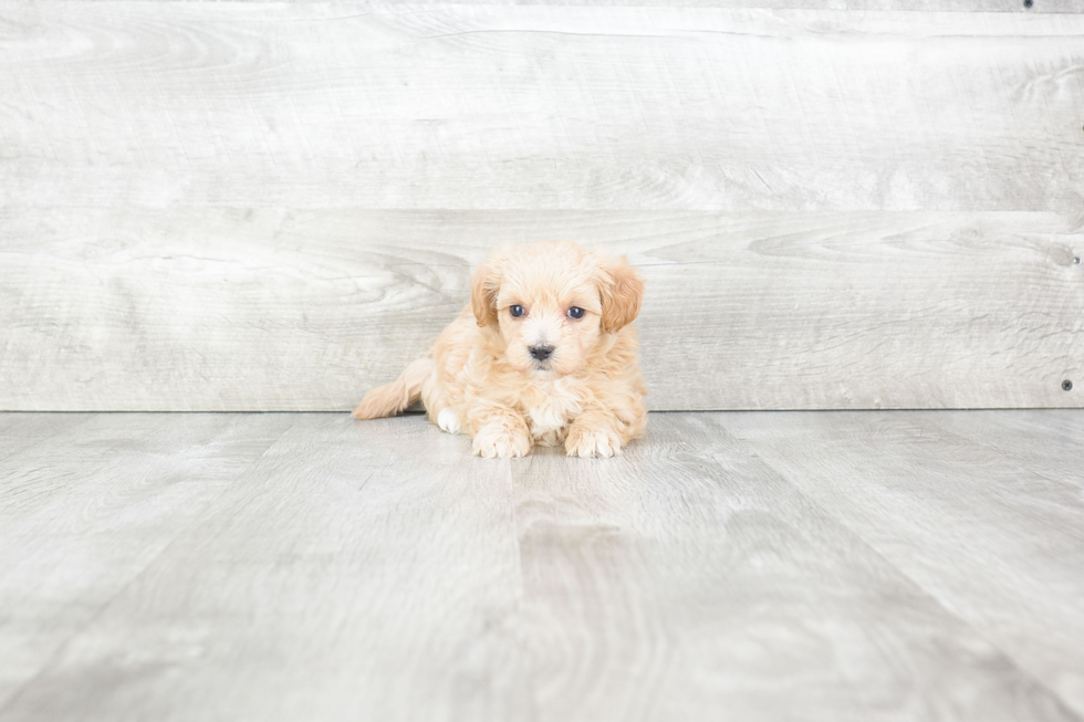 Maltipoo Puppy for Adoption