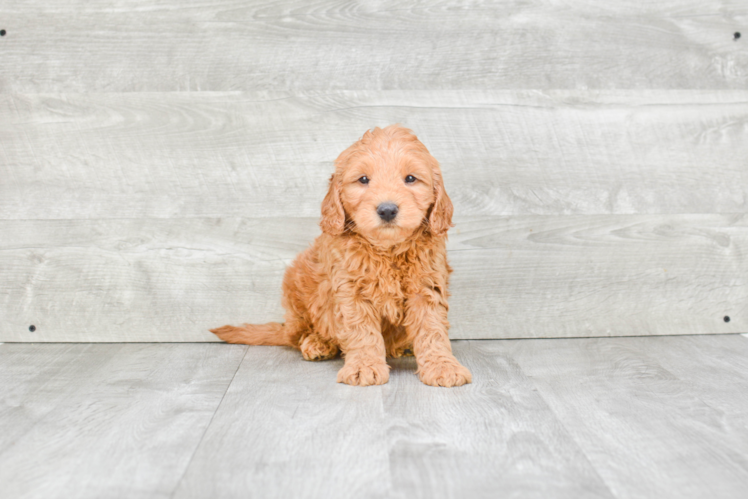 Sweet Mini Goldendoodle Baby