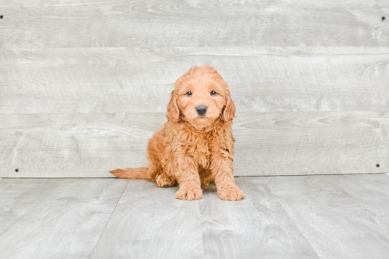 Sweet Mini Goldendoodle Baby