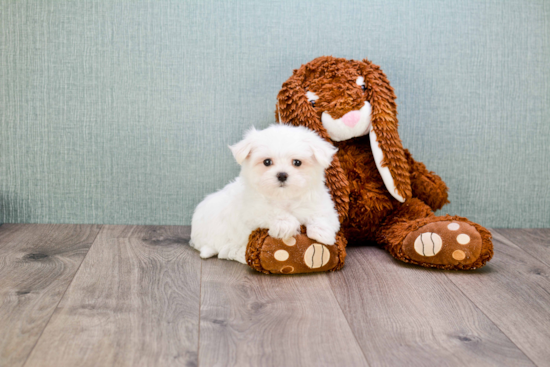 Funny Maltese Purebred Pup