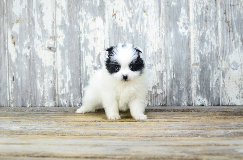 Funny Pomeranian Purebred Pup