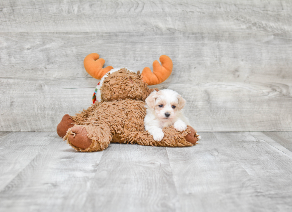 Sweet Maltipoo Baby