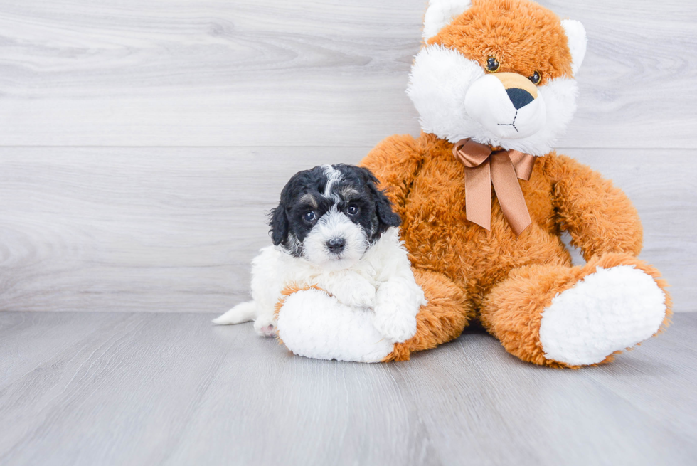 Happy Maltipoo Baby