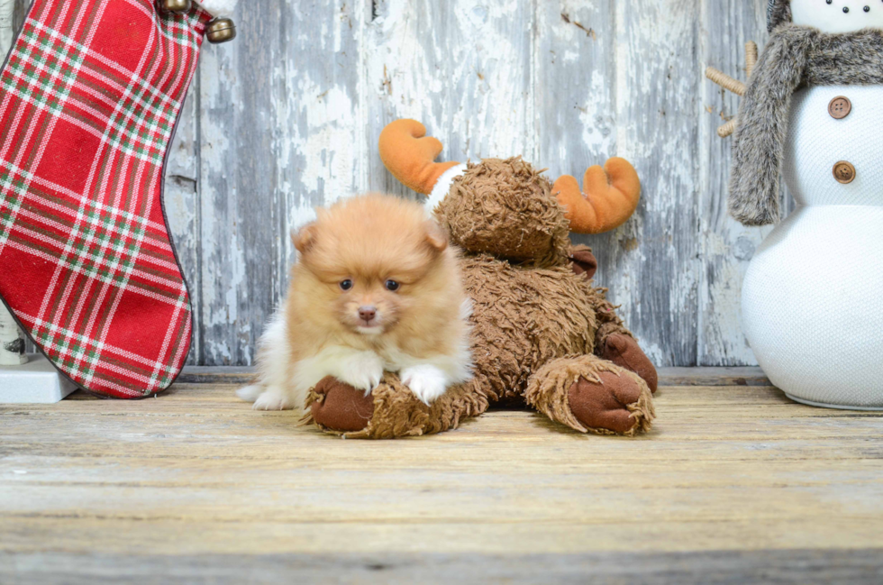 Smart Pomeranian Purebred Puppy