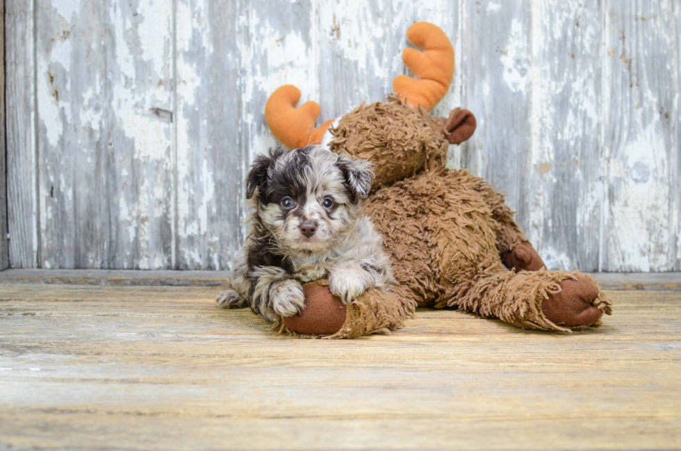 Mini Aussiedoodle Puppy for Adoption