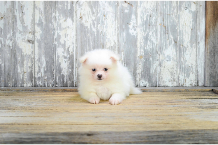 Akc Registered Pomeranian Baby