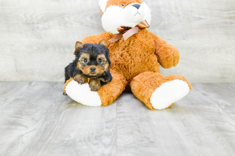 Meet Capone - our Yorkshire Terrier Puppy Photo 