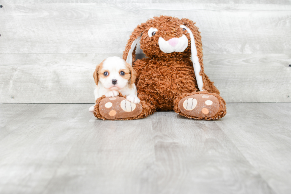 Hypoallergenic Cavalier King Charles Spaniel Purebred Pup