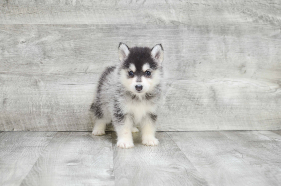 Funny Pomsky Designer Pup