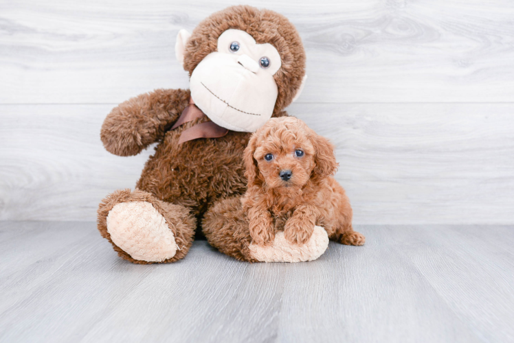 Little Cavoodle Poodle Mix Puppy