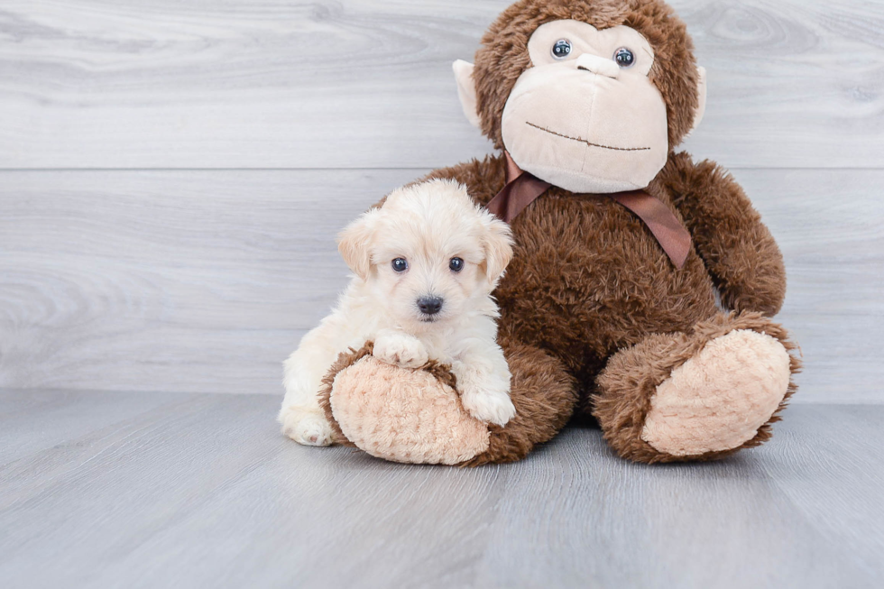 Maltipoo Pup Being Cute