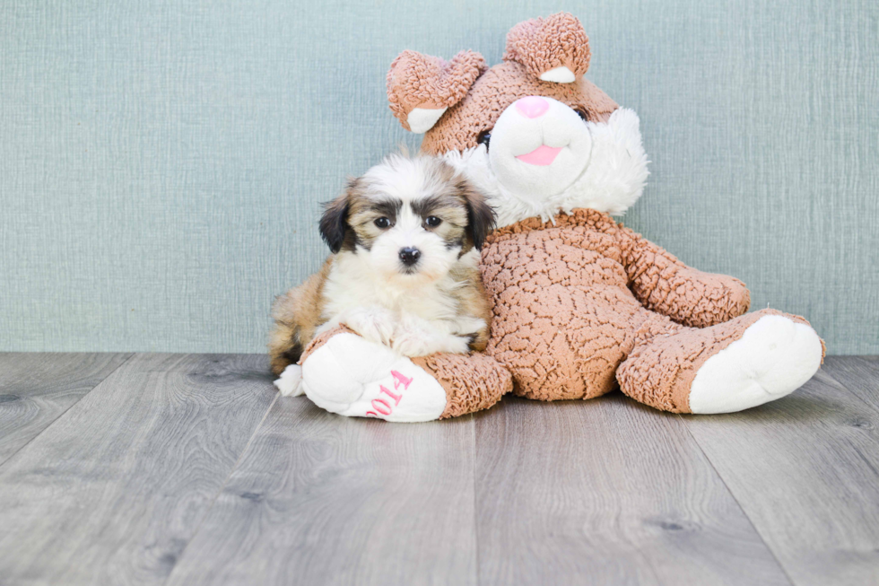 Akc Registered Havanese Purebred Pup