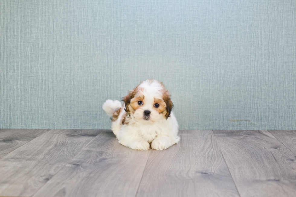 Adorable Shichon Designer Puppy