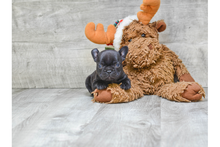 Hypoallergenic French Bulldog Baby