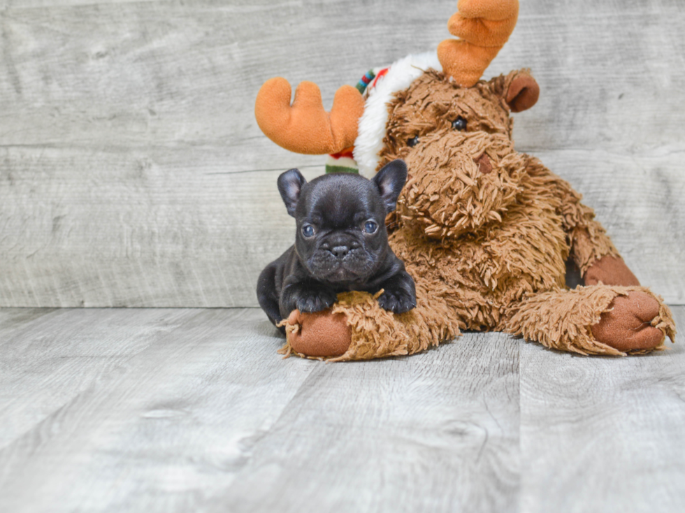 Hypoallergenic French Bulldog Baby