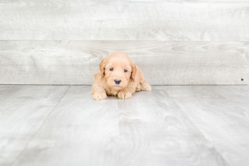 Petite Mini Goldendoodle Poodle Mix Pup