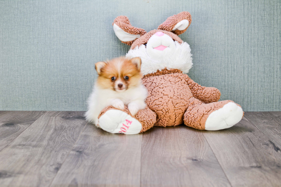 Pomeranian Pup Being Cute