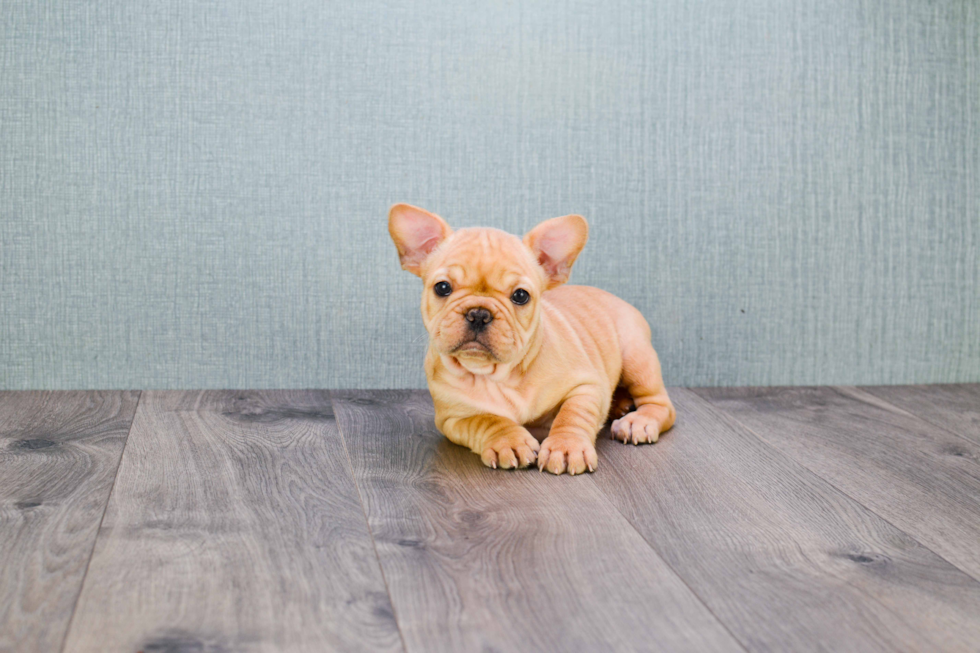 French Bulldog Puppy for Adoption