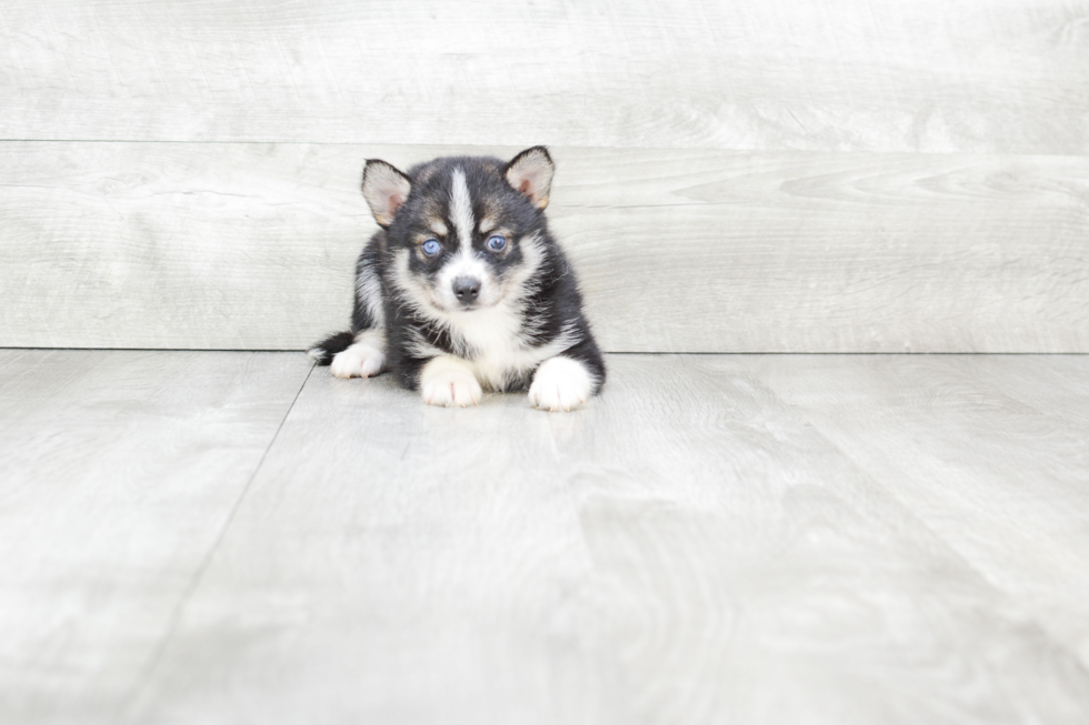 Pomsky Puppy for Adoption