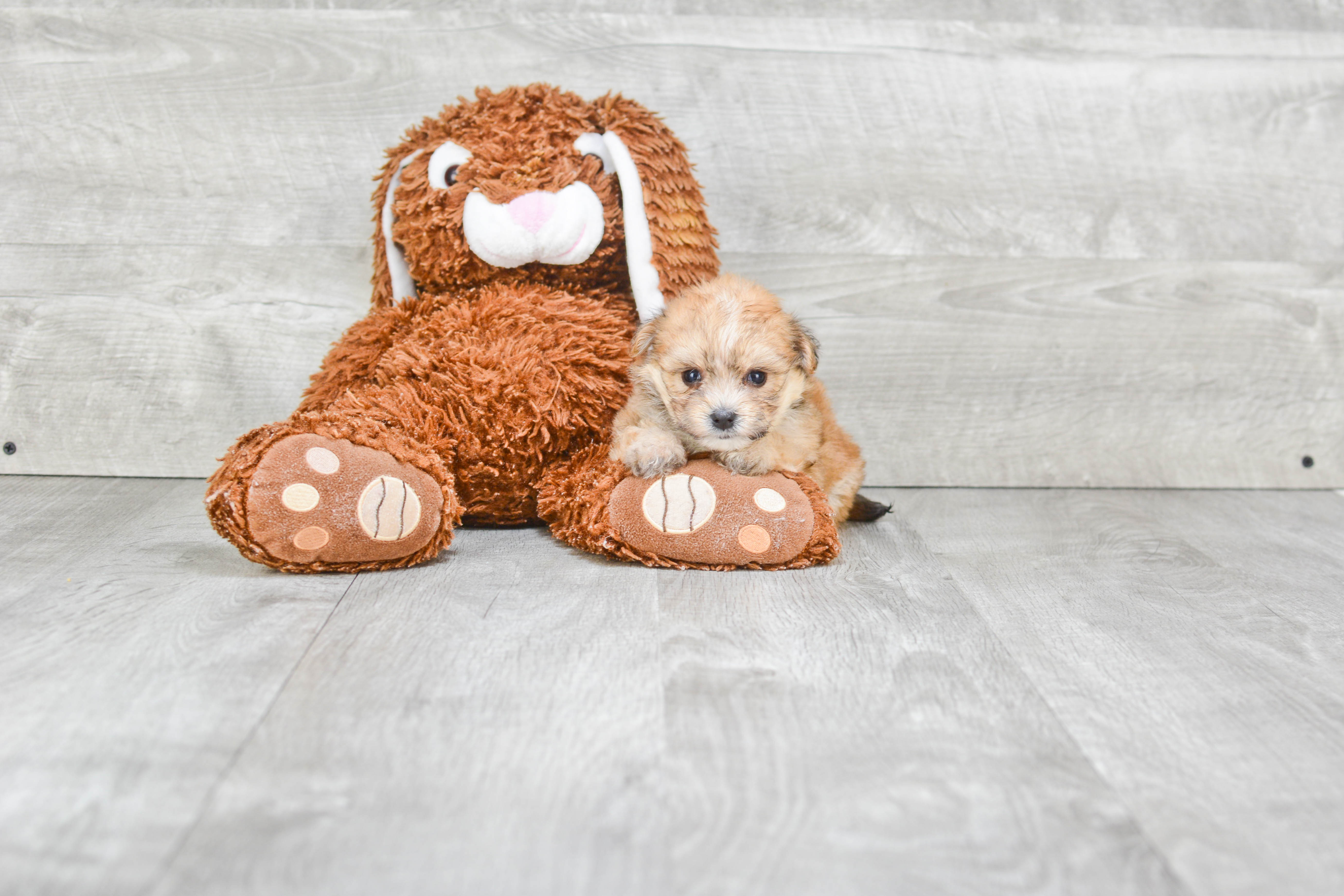 Small Morkie Baby