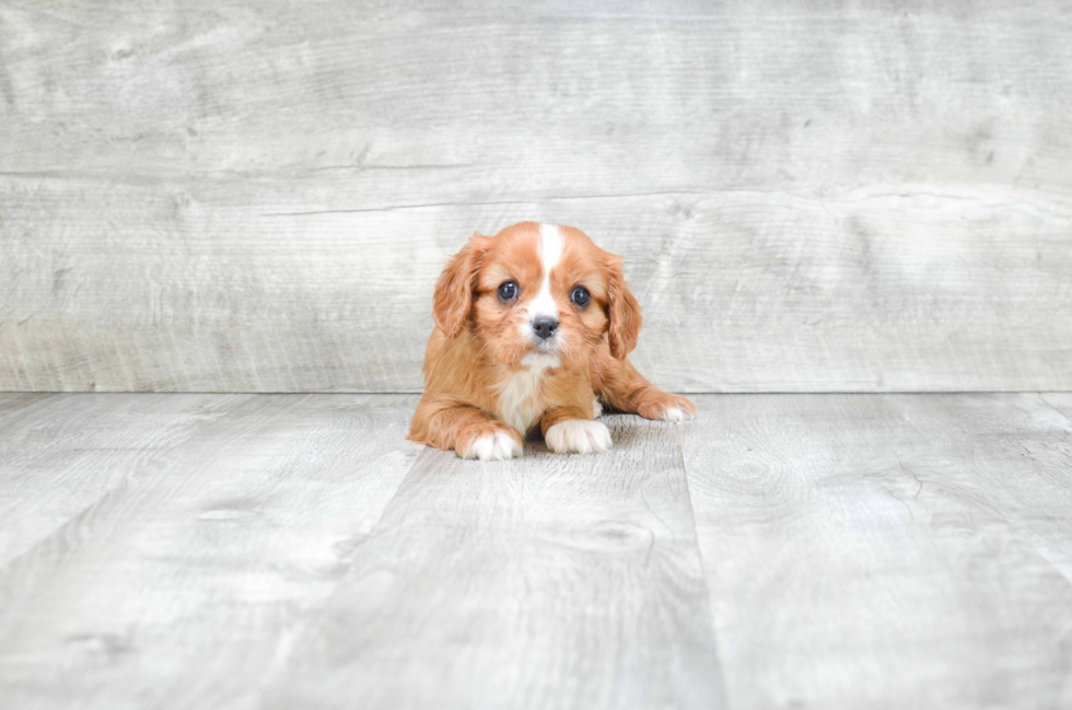 Cavalier King Charles Spaniel Pup Being Cute