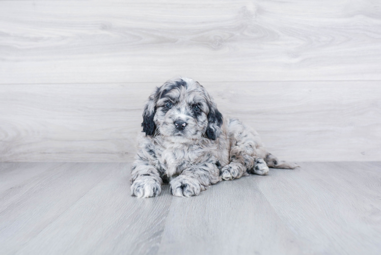 Cute Mini Goldendoodle Baby