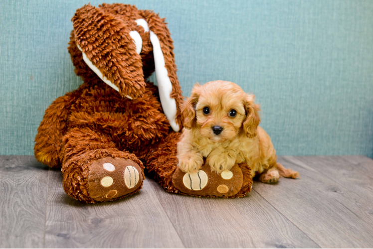 Cavapoo Pup Being Cute