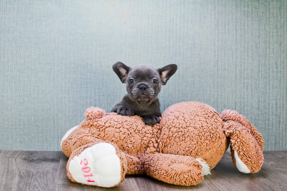 French Bulldog Pup Being Cute