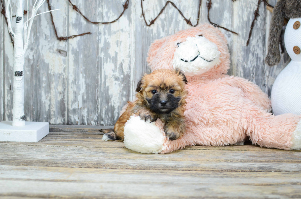 Morkie Puppy for Adoption