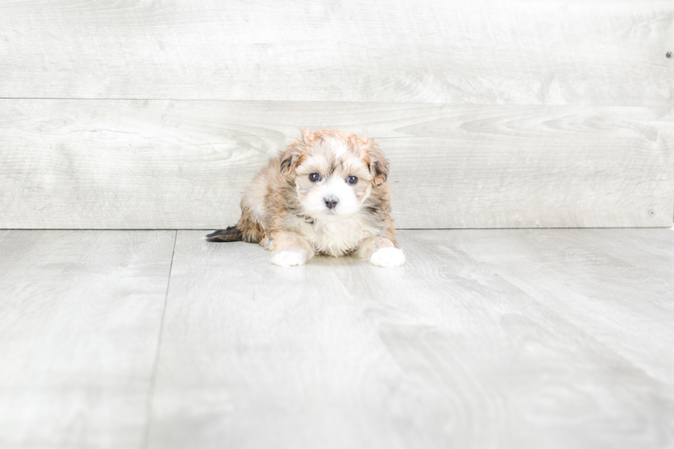 Maltipoo Puppy for Adoption