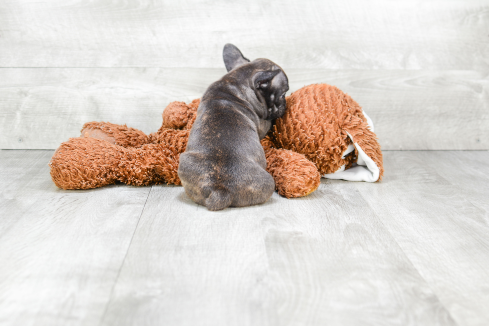 Hypoallergenic French Bulldog Purebred Pup