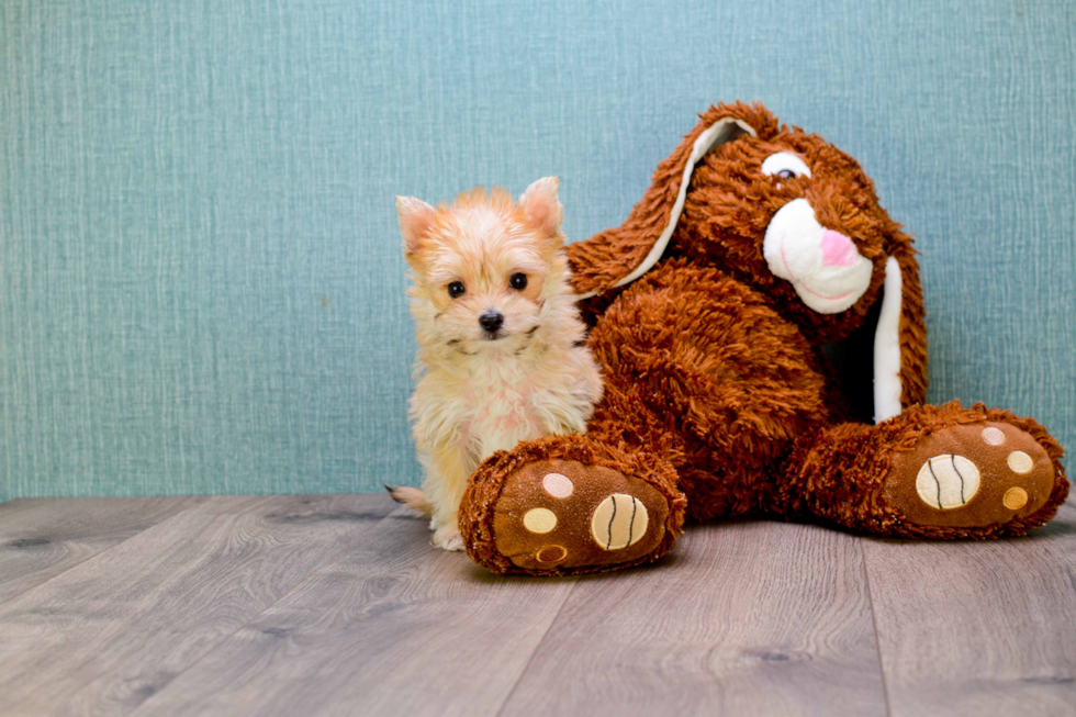 Morkie Pup Being Cute