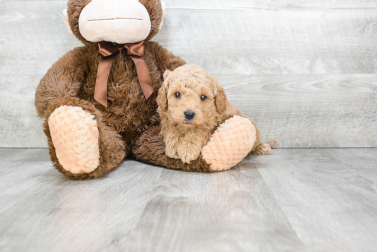 Little Golden Retriever Poodle Mix Puppy