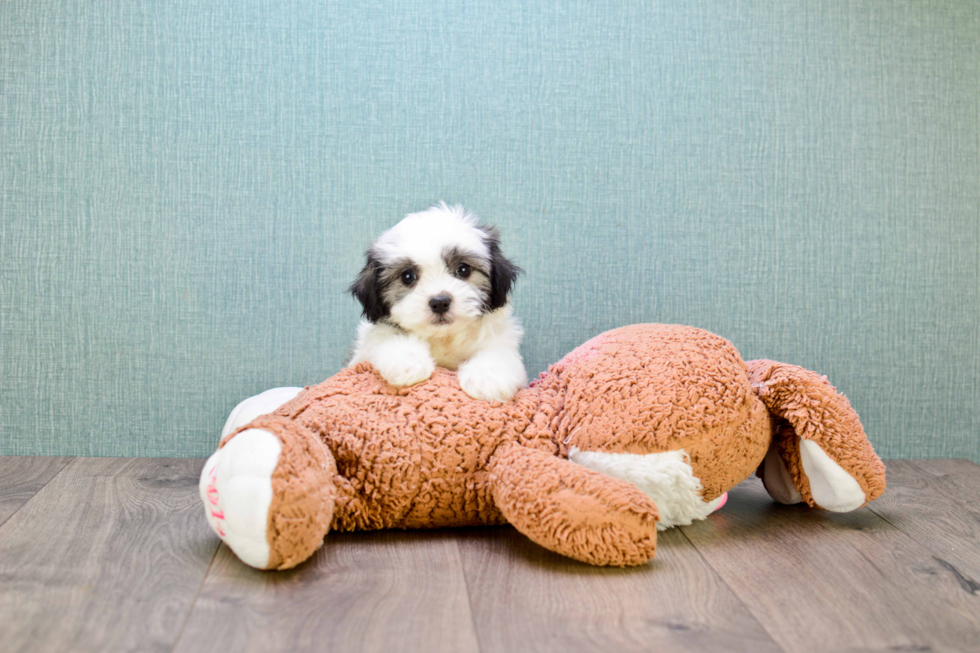 Fluffy Teddy Bear Designer Pup